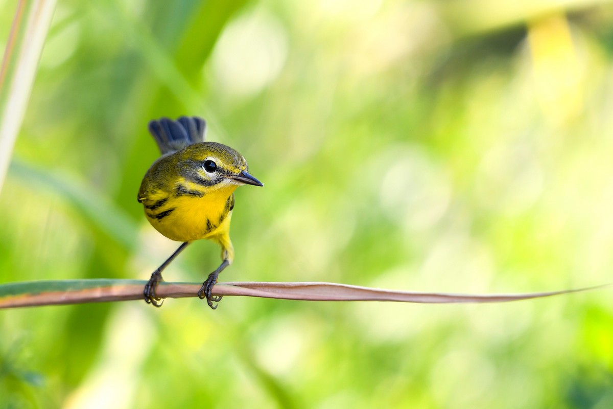 Paruline des prés - ML644325292