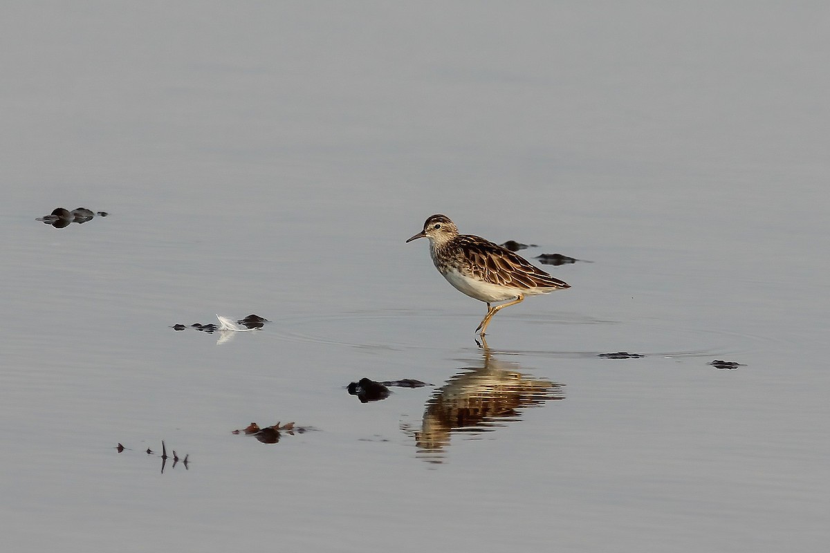 Bécasseau à longs doigts - ML644325293