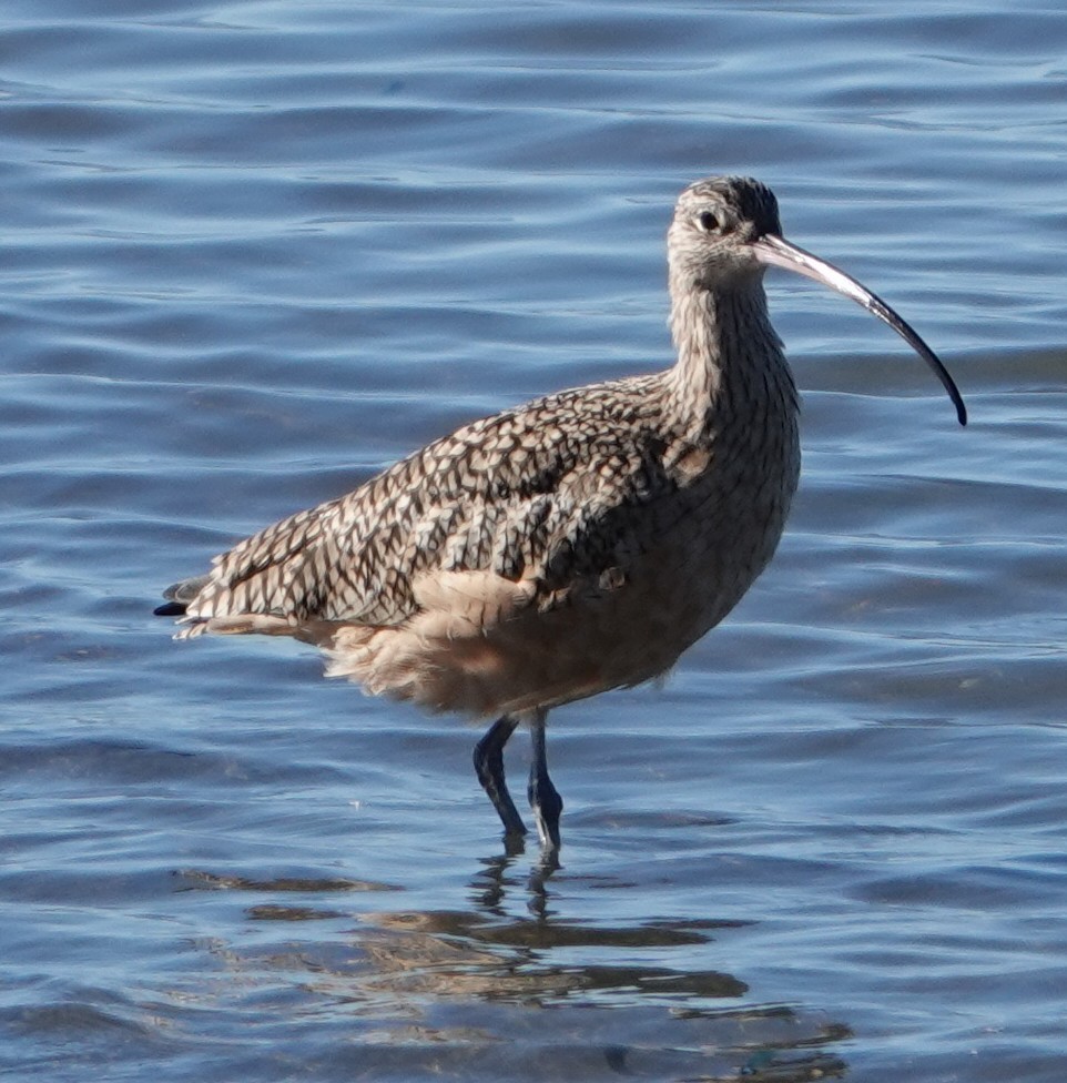 Long-billed Curlew - ML644325303