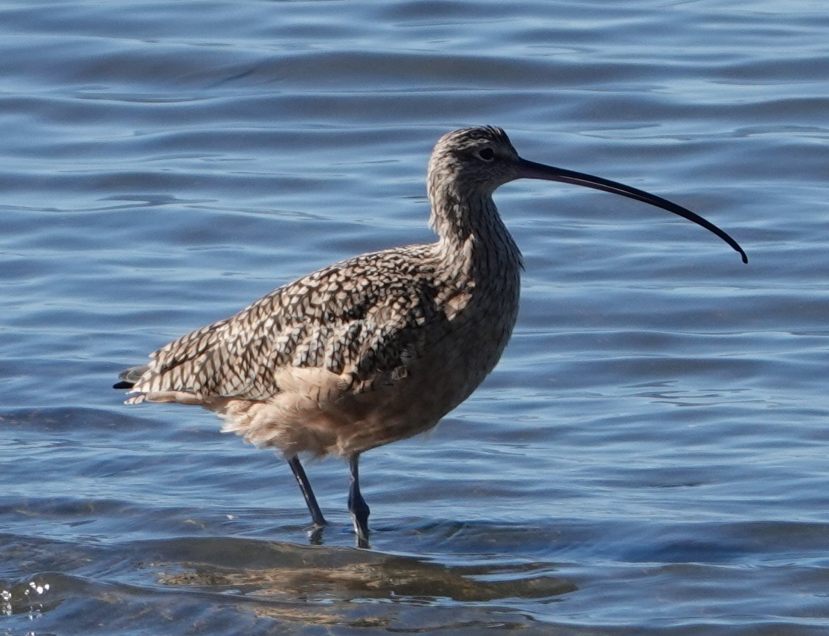 Long-billed Curlew - ML644325304