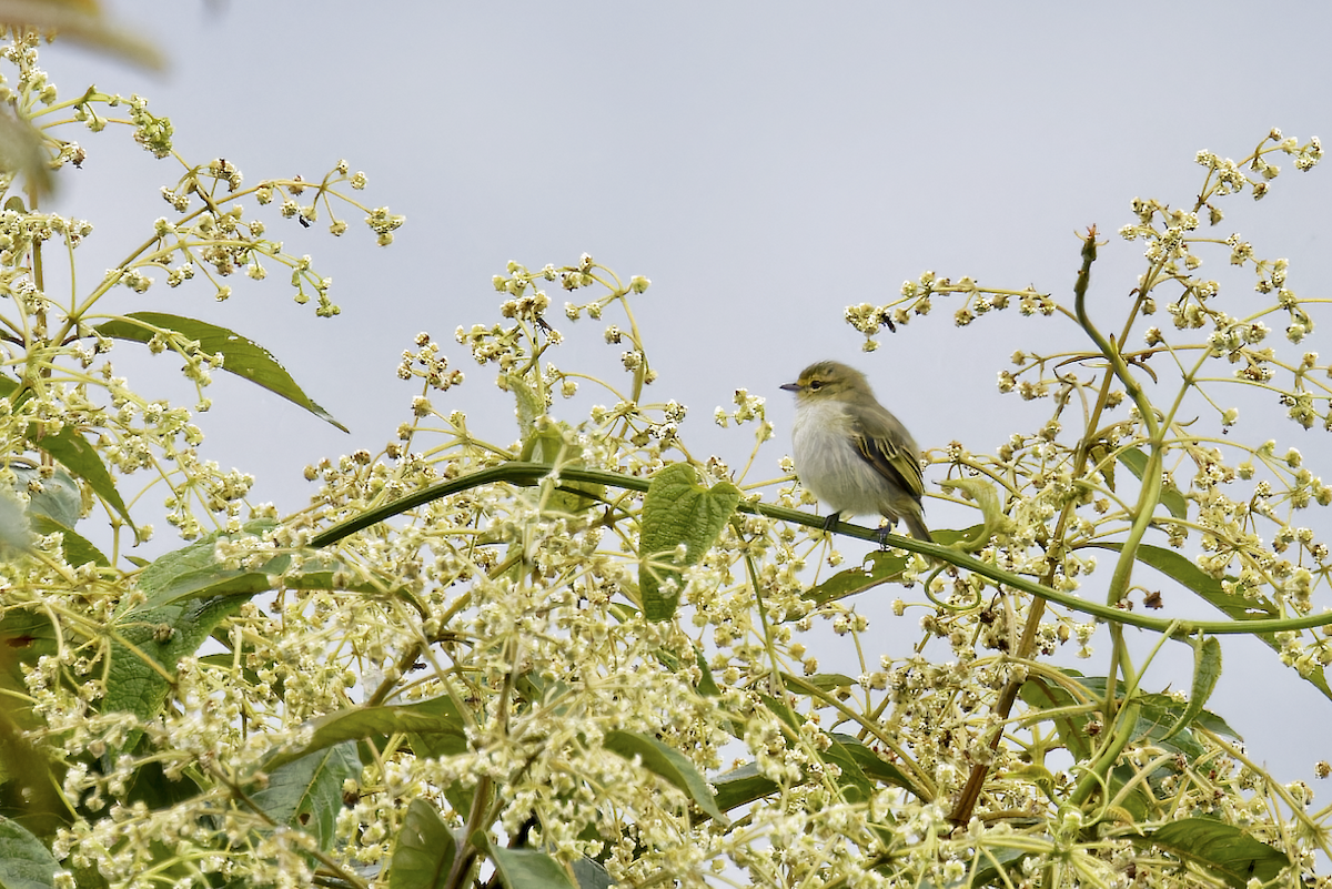 Golden-faced Tyrannulet - ML644325308