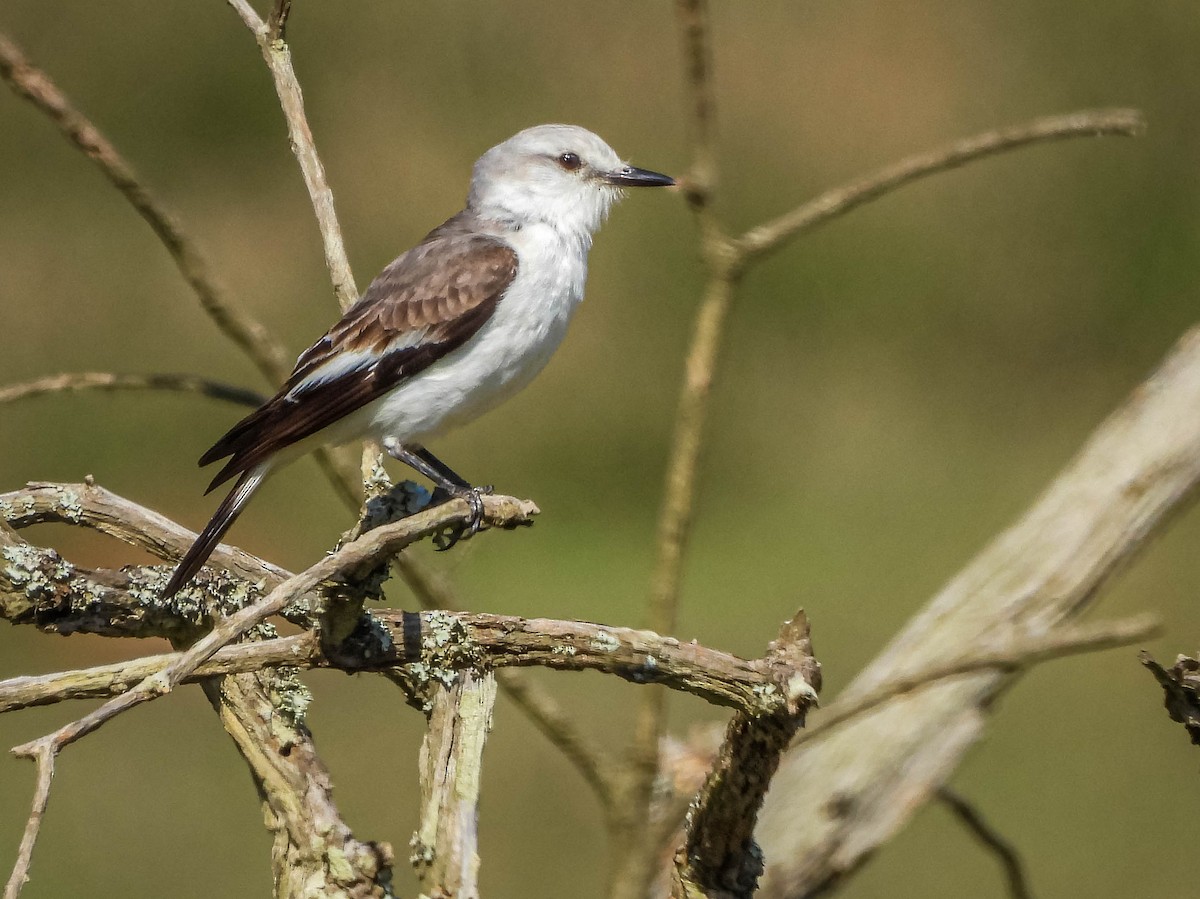 White-rumped Monjita - ML644325310