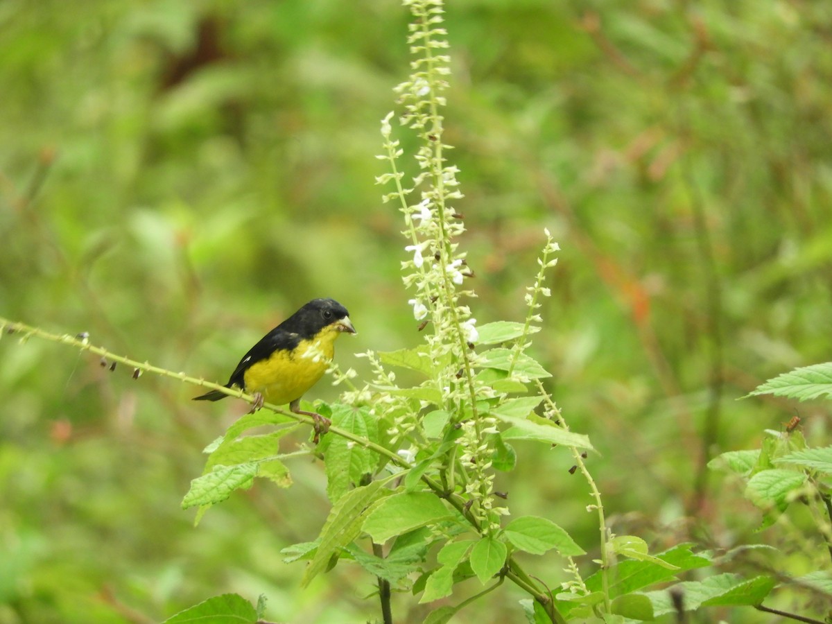 Lesser Goldfinch - ML644325330
