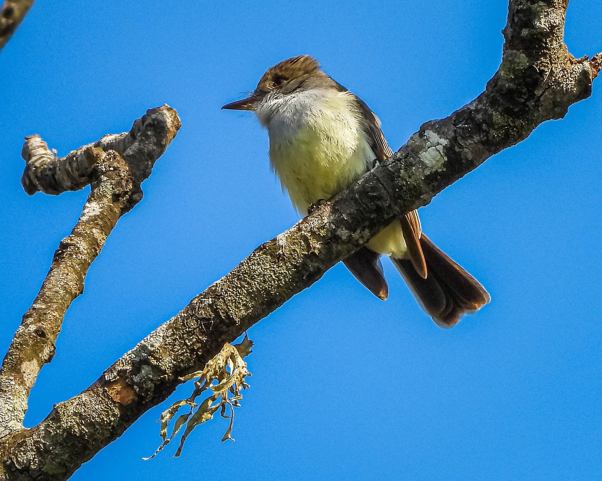 Swainson's Flycatcher - ML644325331
