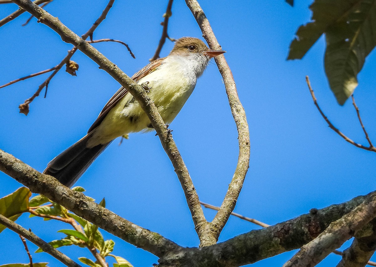 Swainson's Flycatcher - ML644325332