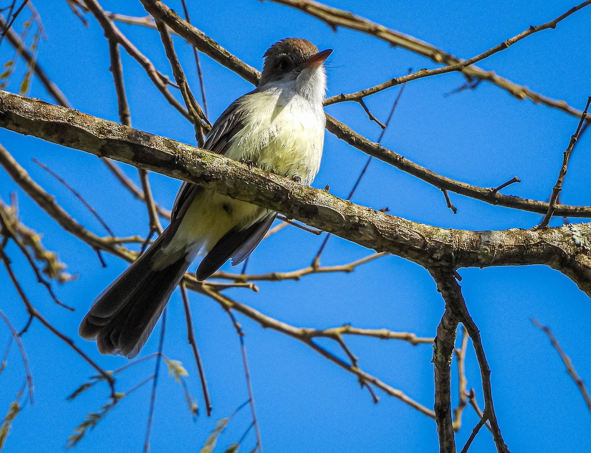 Swainson's Flycatcher - ML644325333