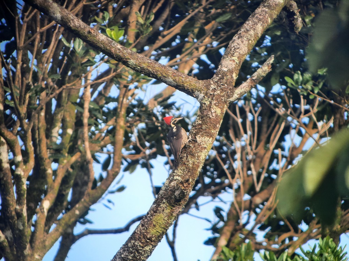 Lineated Woodpecker - ML644325335