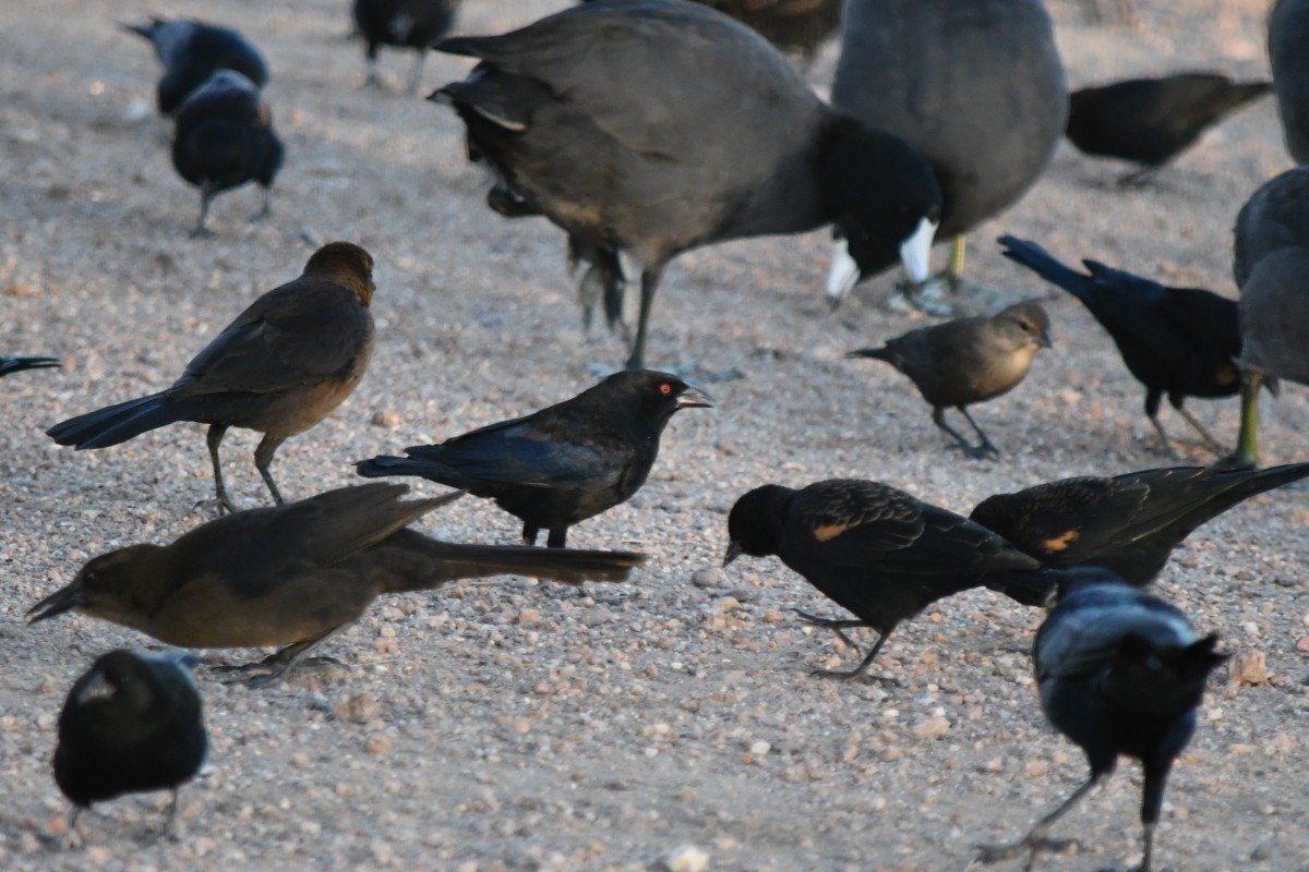 Bronzed Cowbird - ML644325346