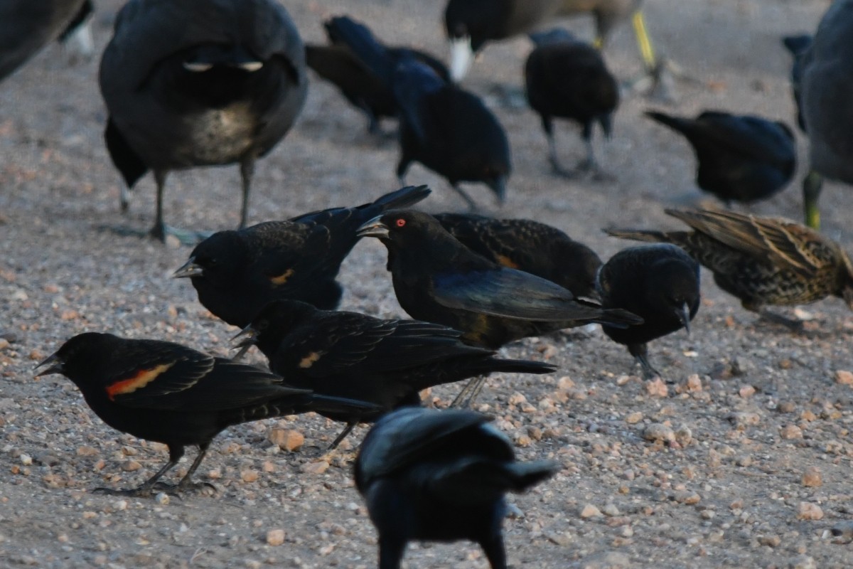 Bronzed Cowbird - ML644325347