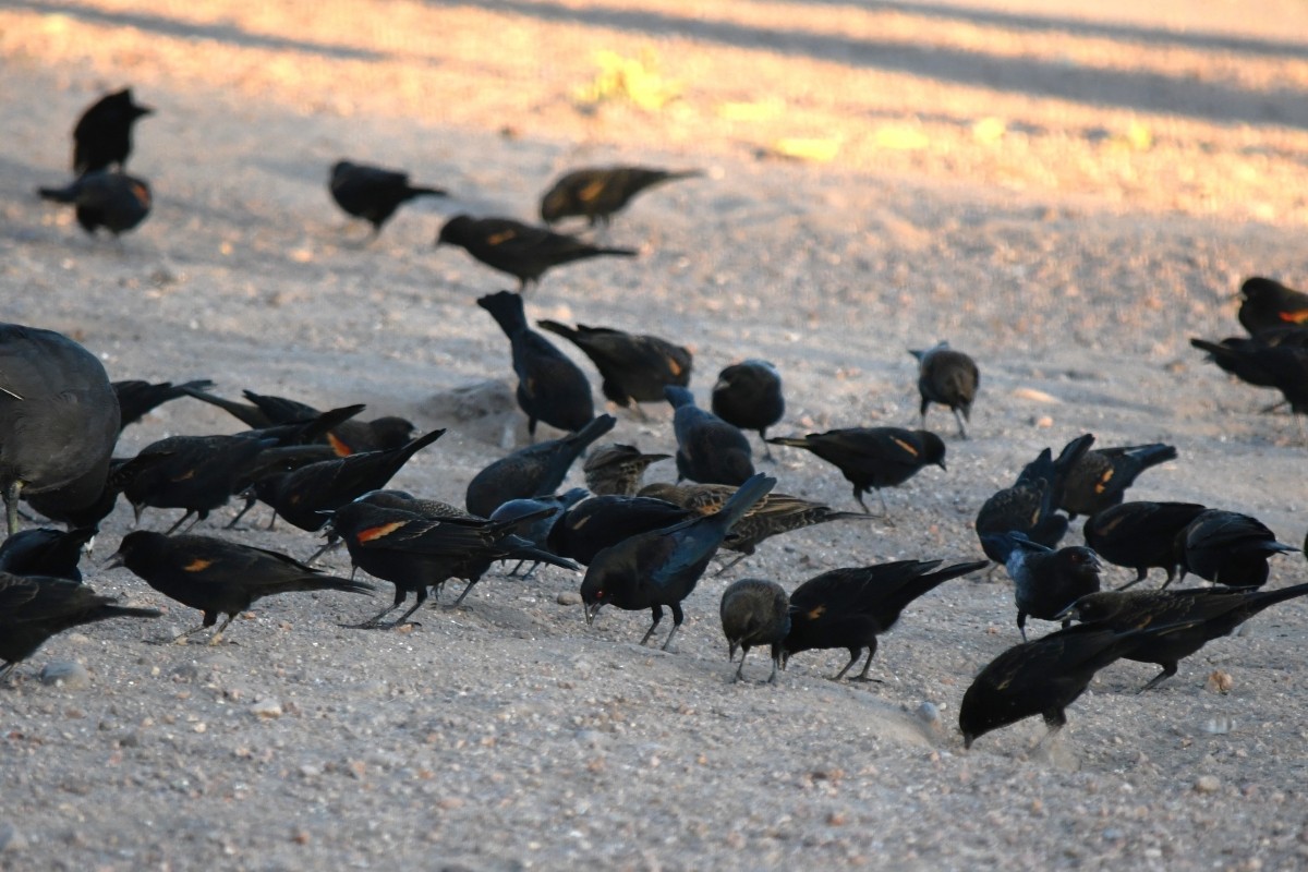 Bronzed Cowbird - ML644325348