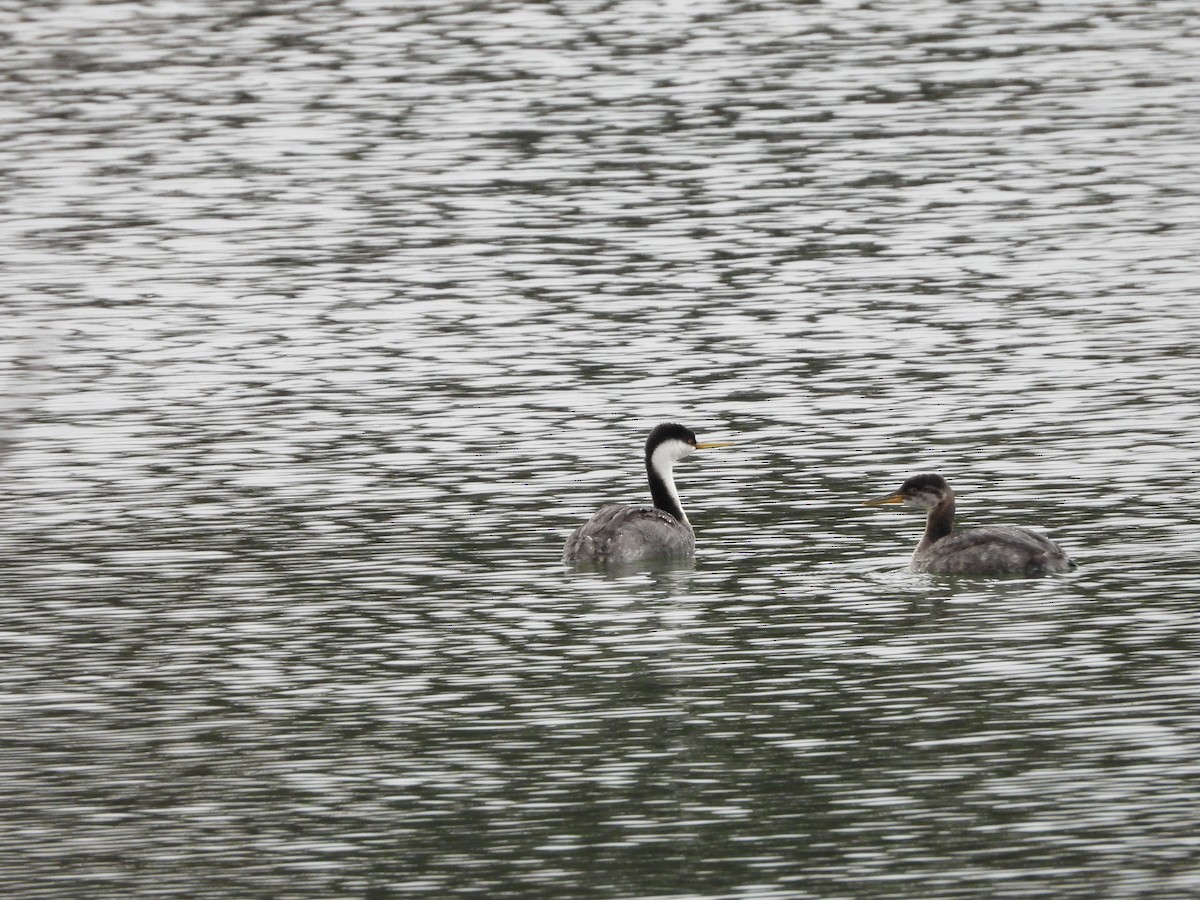 Red-necked Grebe - ML644325355