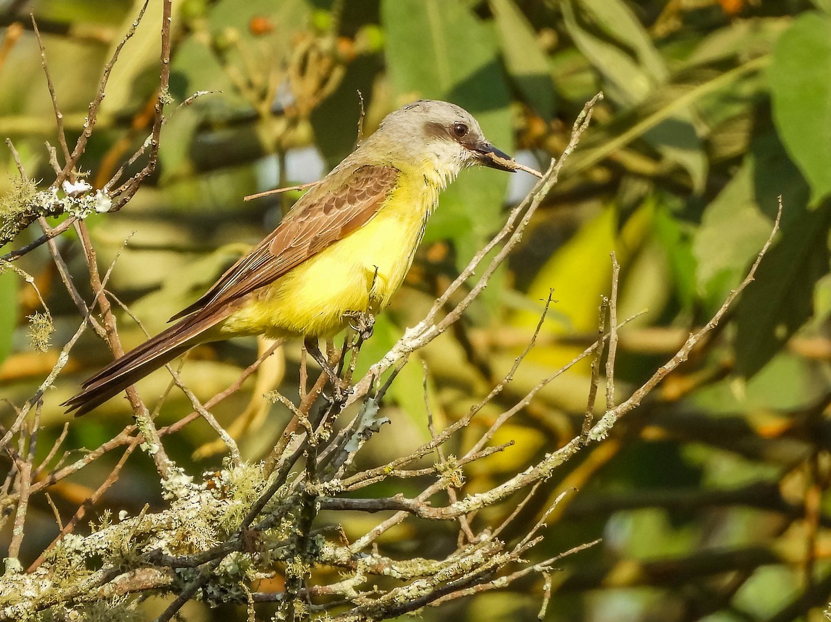 White-throated Kingbird - ML644325369