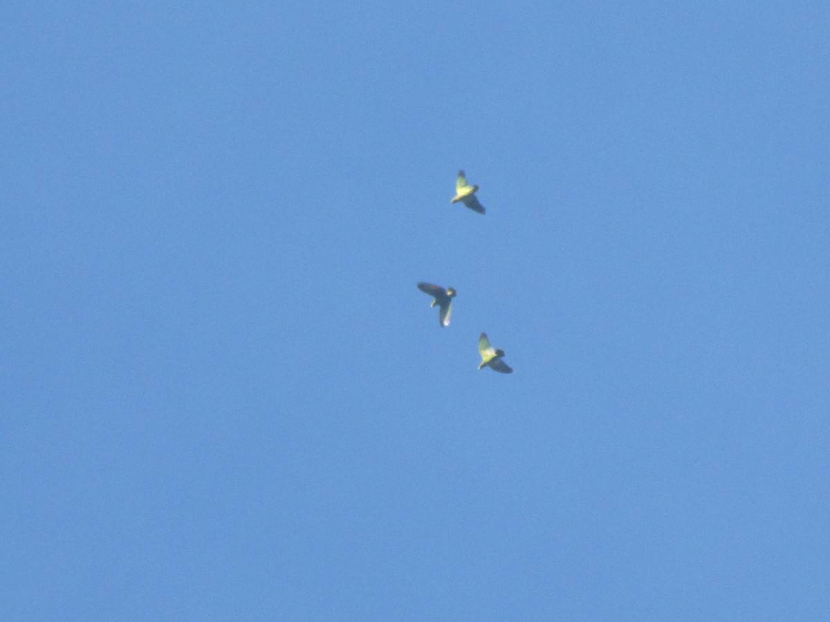 Scaly-naped Amazon - ML644325375