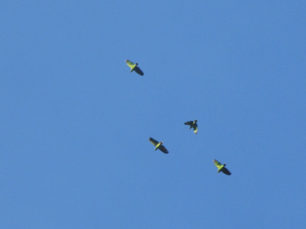 Scaly-naped Amazon - ML644325376