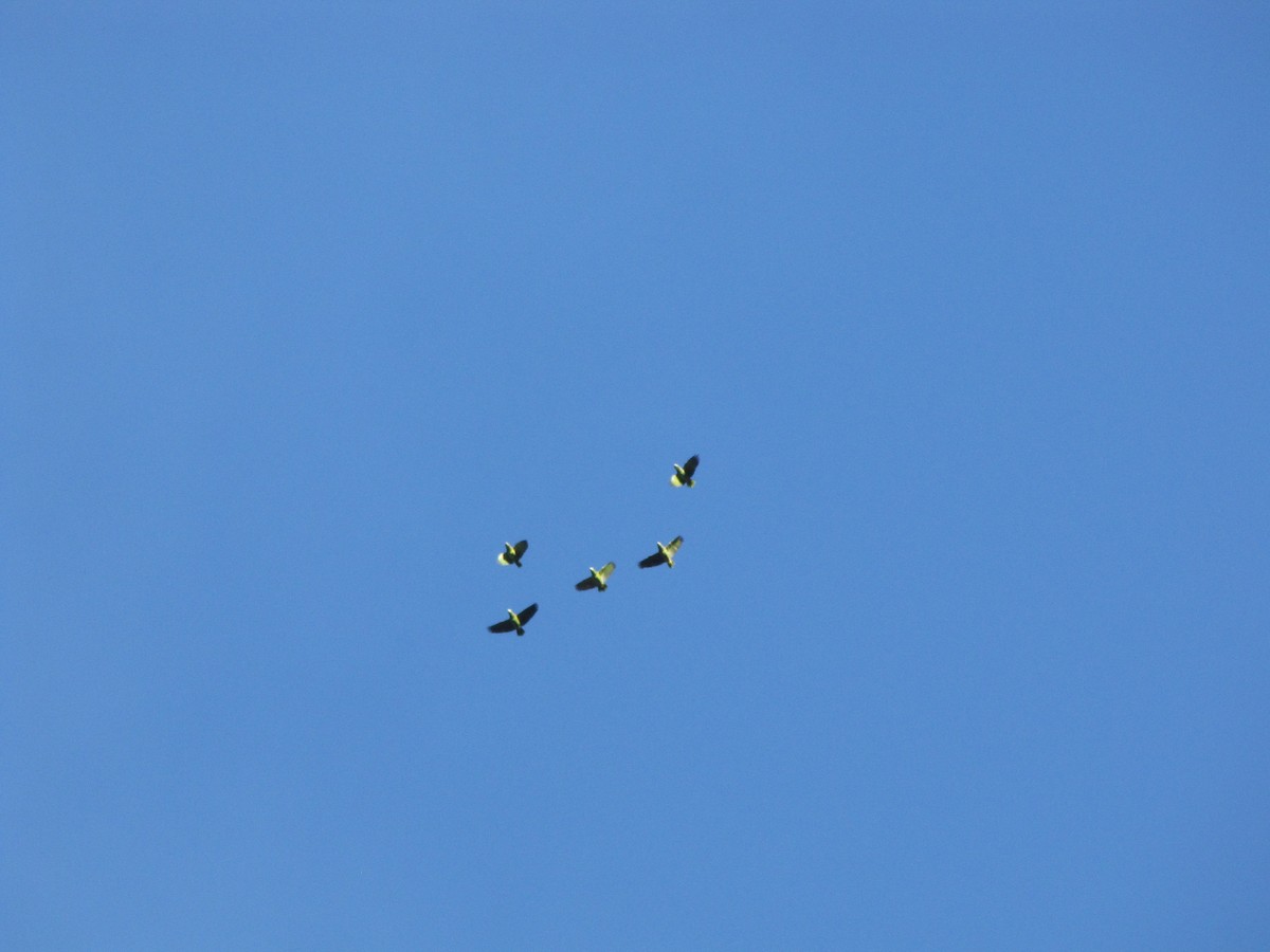 Scaly-naped Amazon - ML644325377