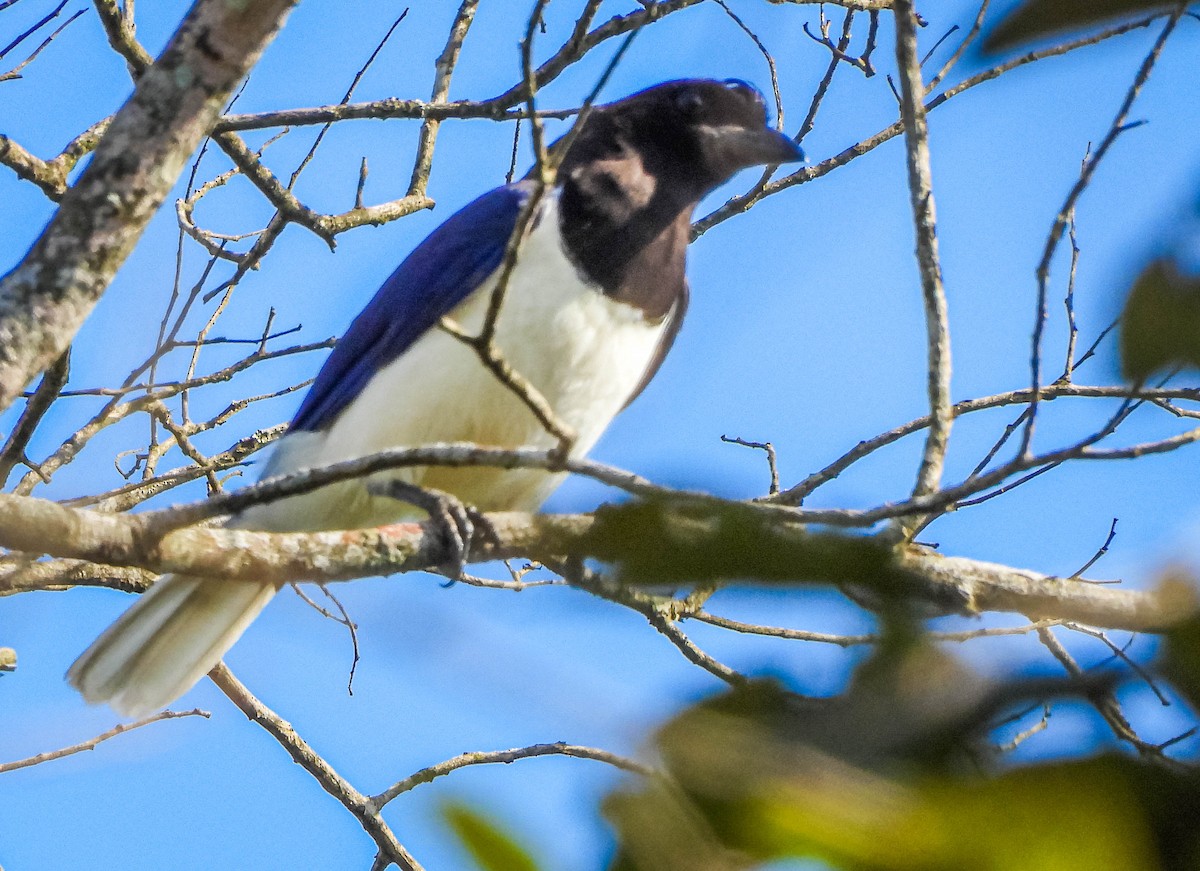 Curl-crested Jay - ML644325379