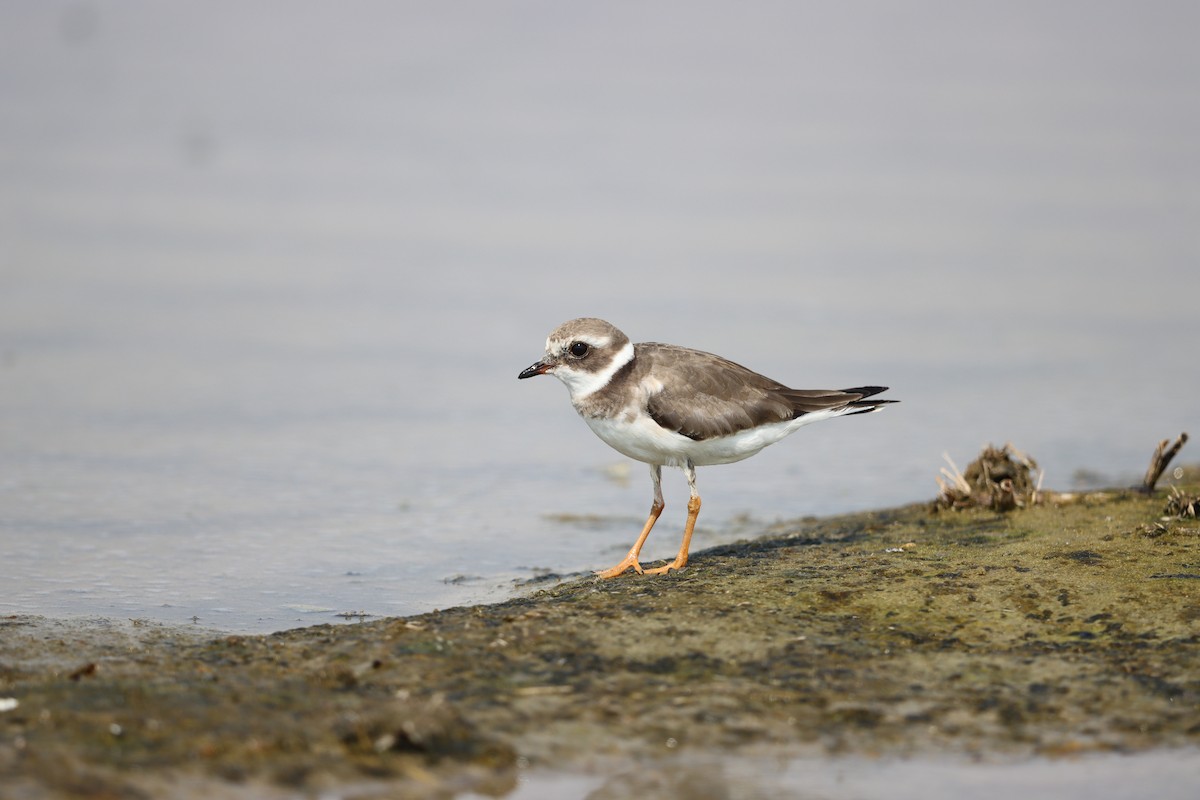 Common Ringed Plover - ML644325385