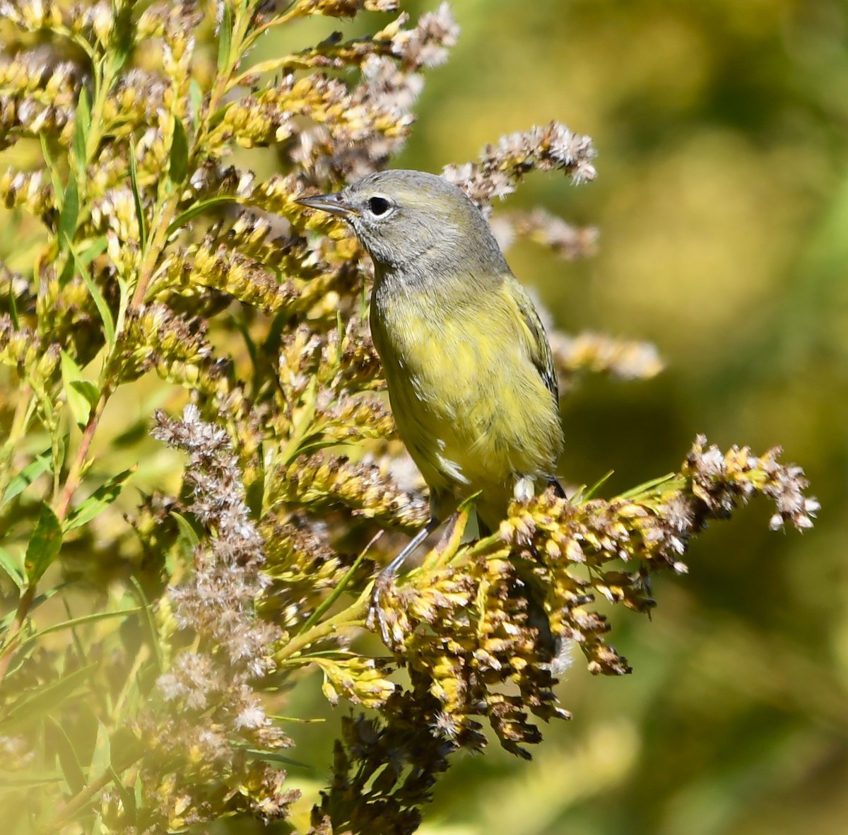 lesňáček hvězdičkový - ML644325390