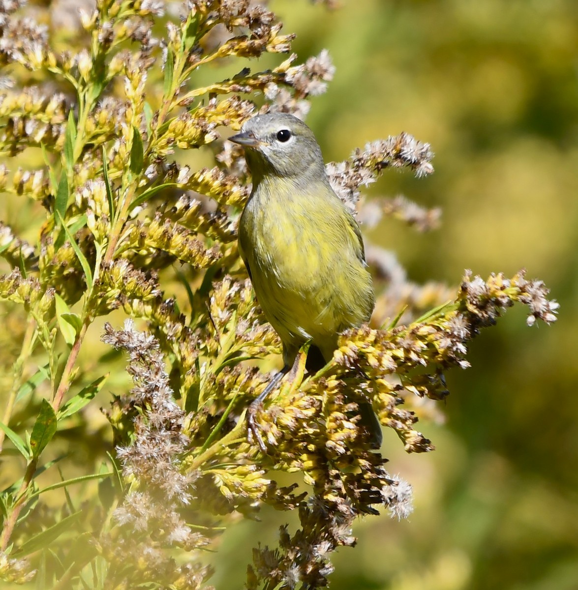 lesňáček hvězdičkový - ML644325391