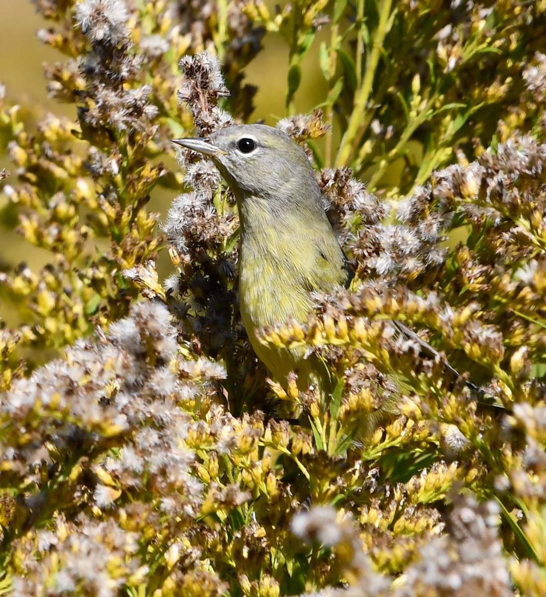 lesňáček hvězdičkový - ML644325392