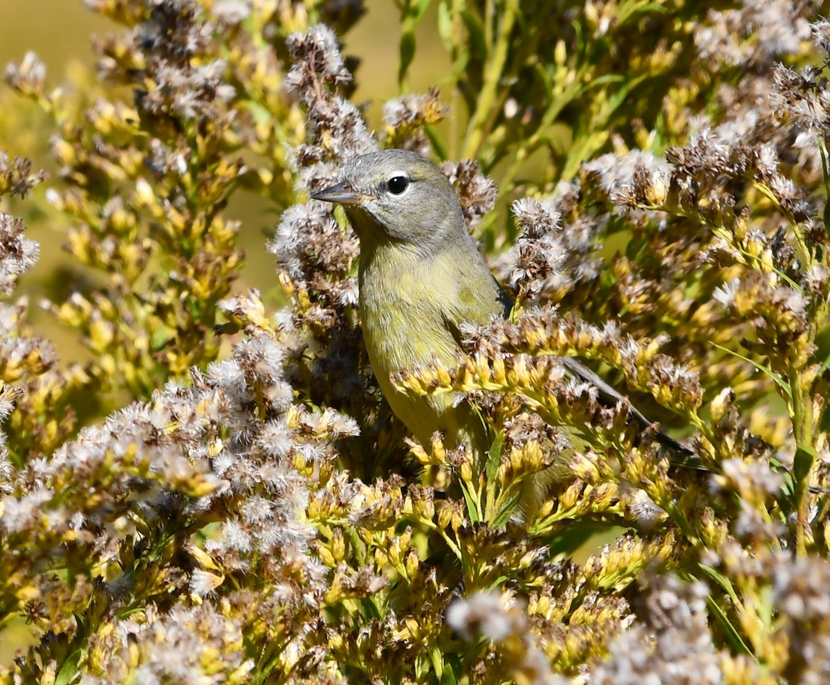 lesňáček hvězdičkový - ML644325394