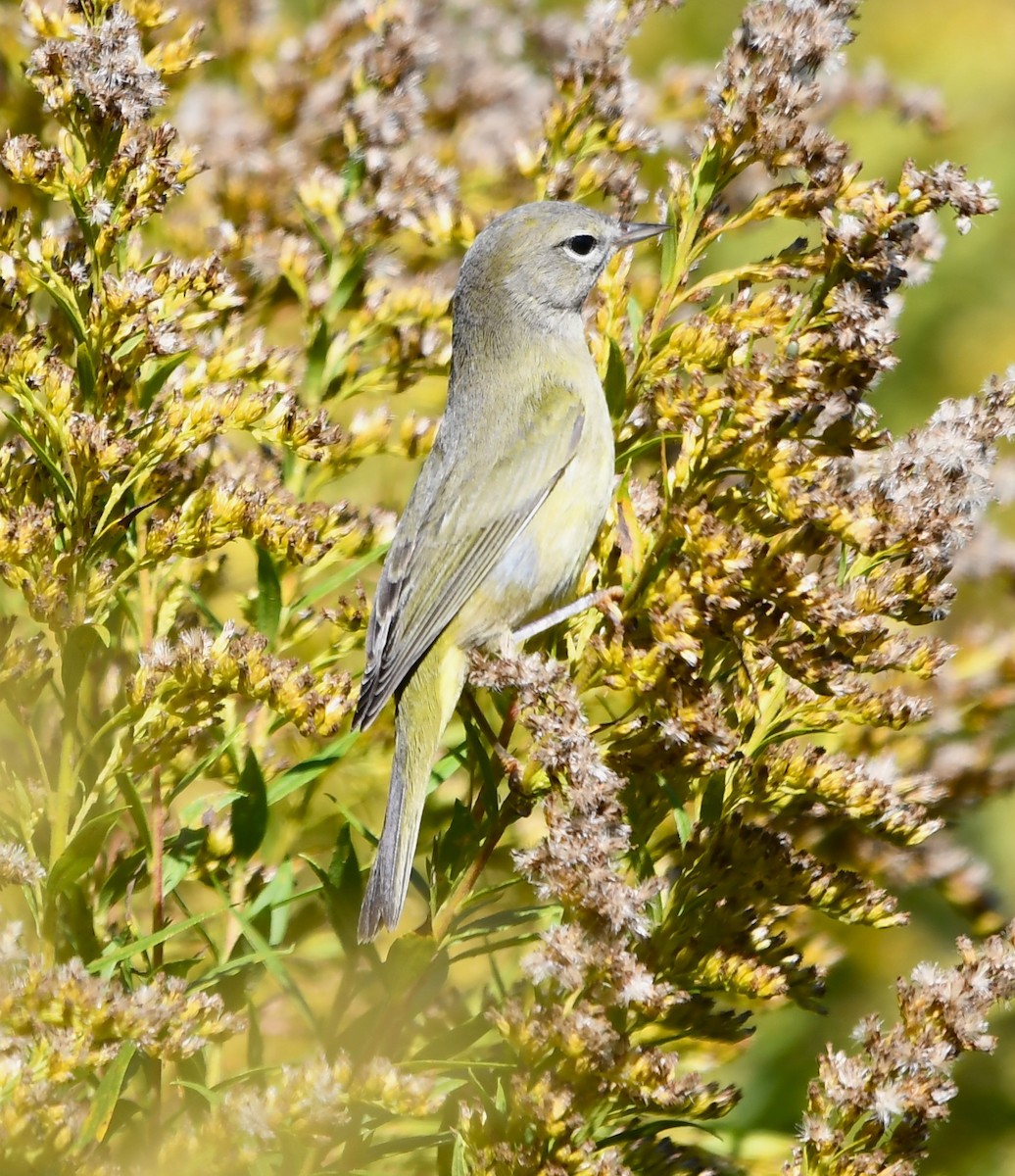 lesňáček hvězdičkový - ML644325396