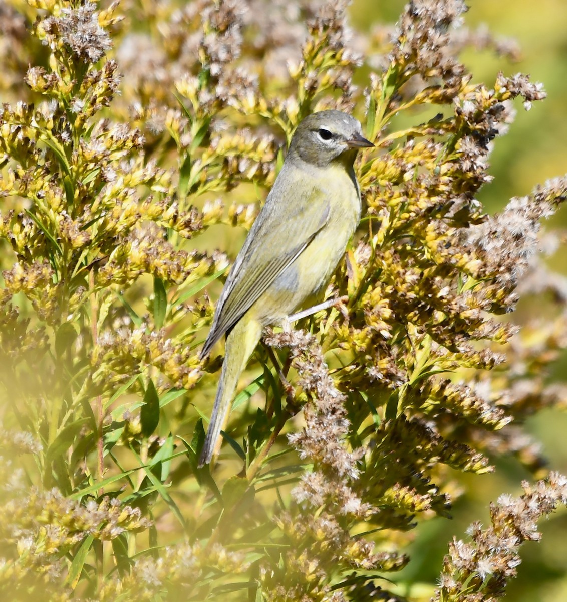 lesňáček hvězdičkový - ML644325398