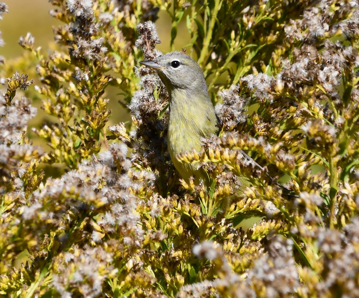 lesňáček hvězdičkový - ML644325399