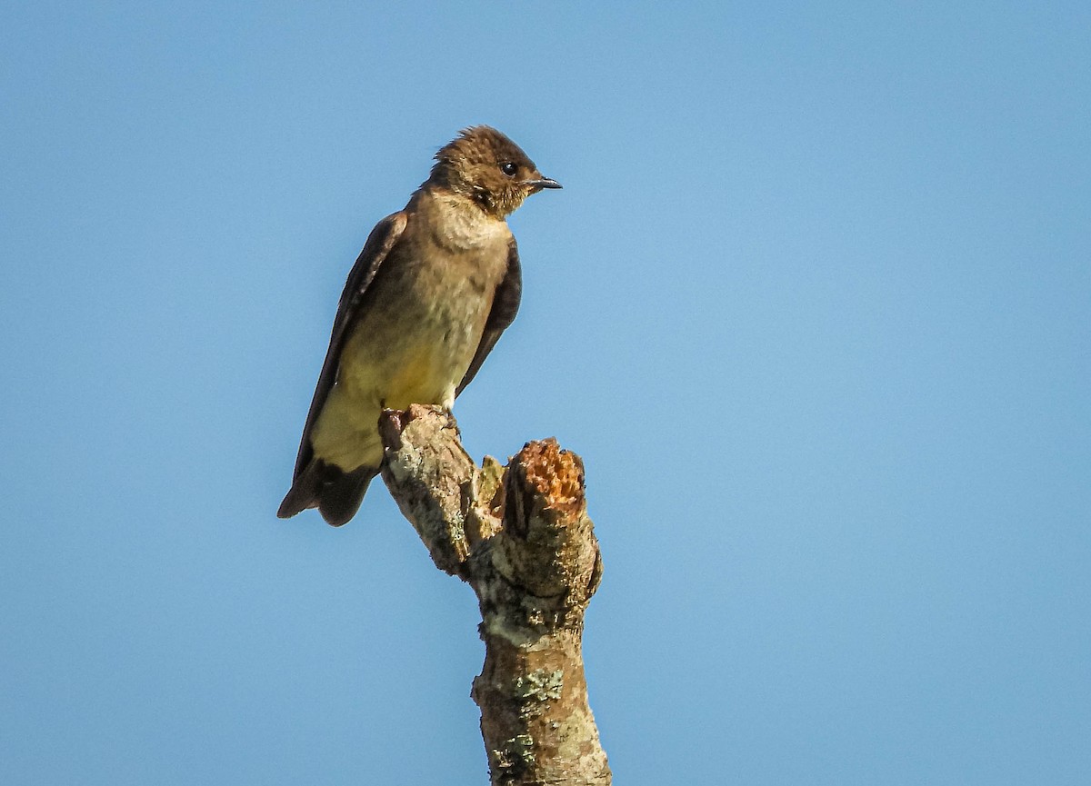 Golondrina Gorjirrufa - ML644325404