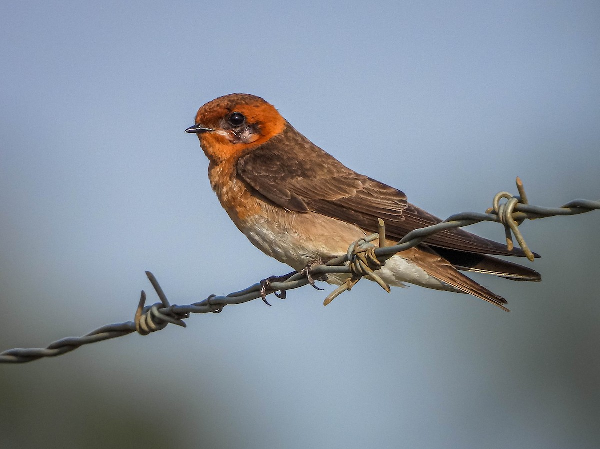 キツネツバメ - ML644325410