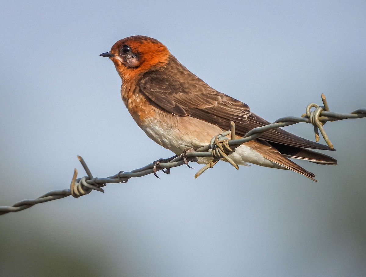 キツネツバメ - ML644325411