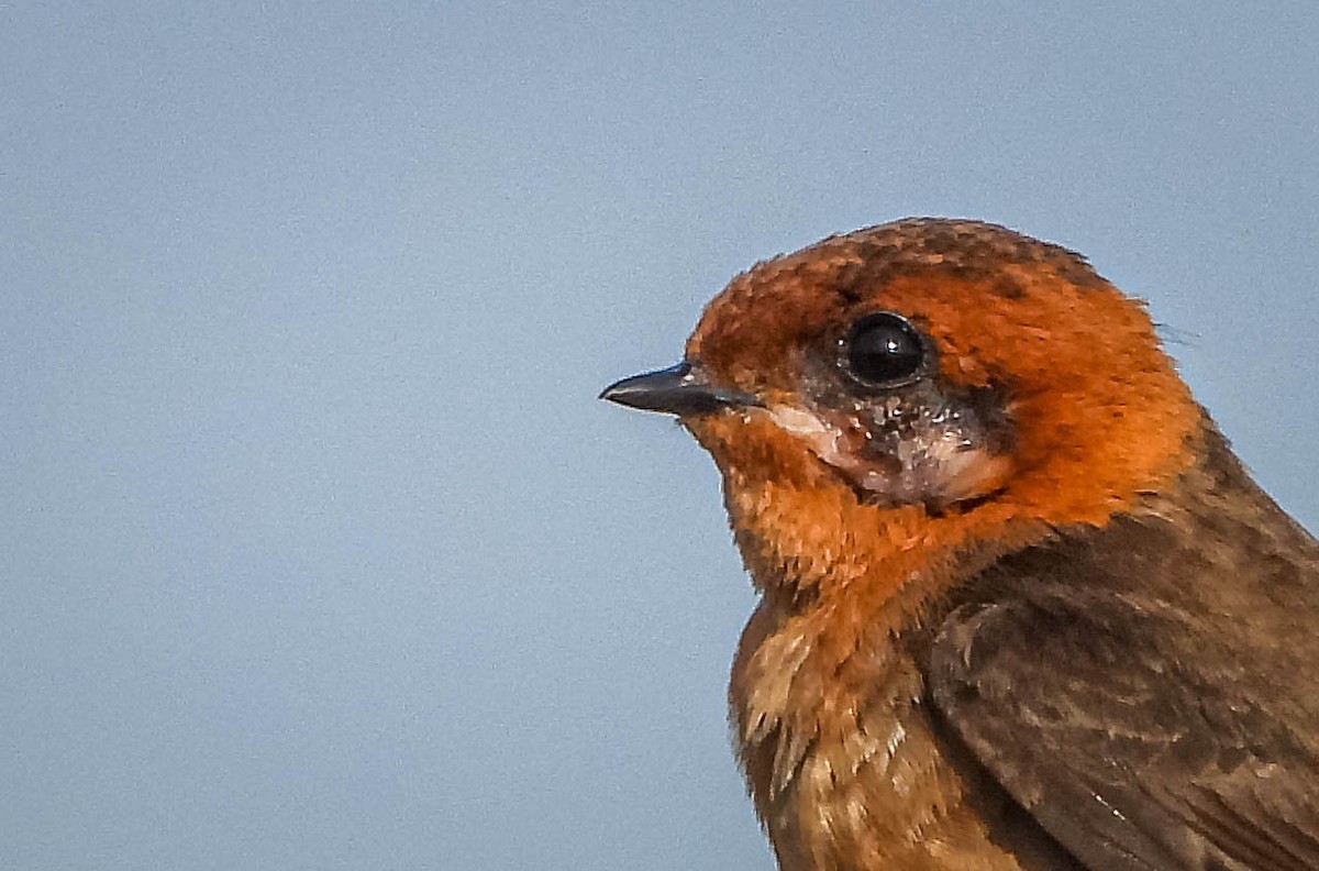 キツネツバメ - ML644325412