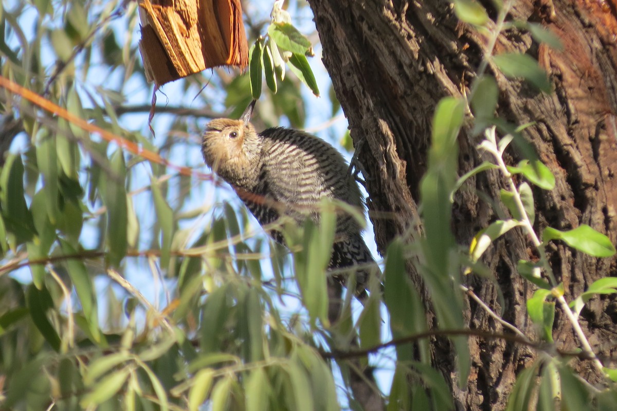 Williamson's Sapsucker - ML644325414