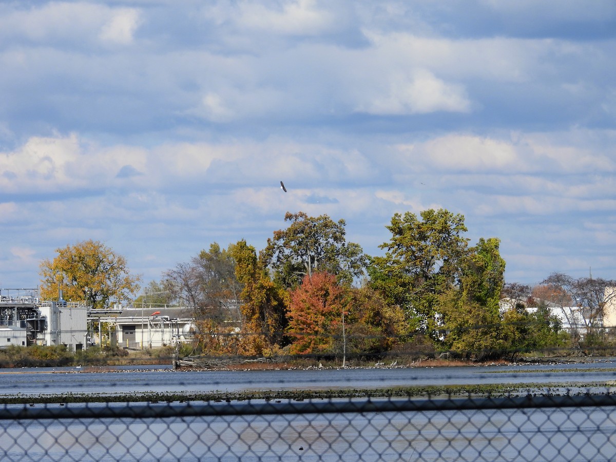 Ak Başlı Kartal - ML644325429