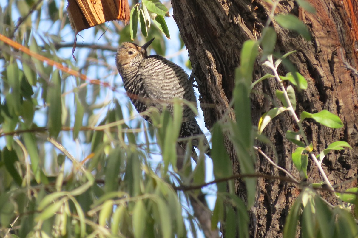 Williamson's Sapsucker - ML644325437