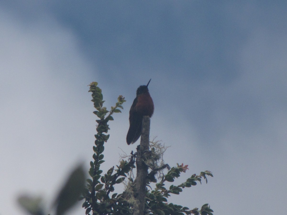 Chestnut-breasted Coronet - ML644325441