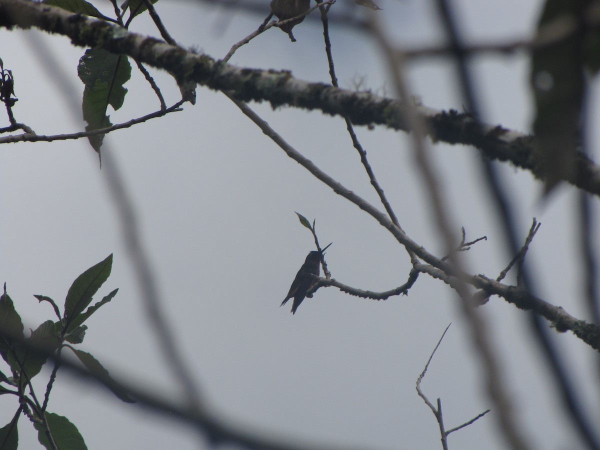 Chestnut-breasted Coronet - ML644325443