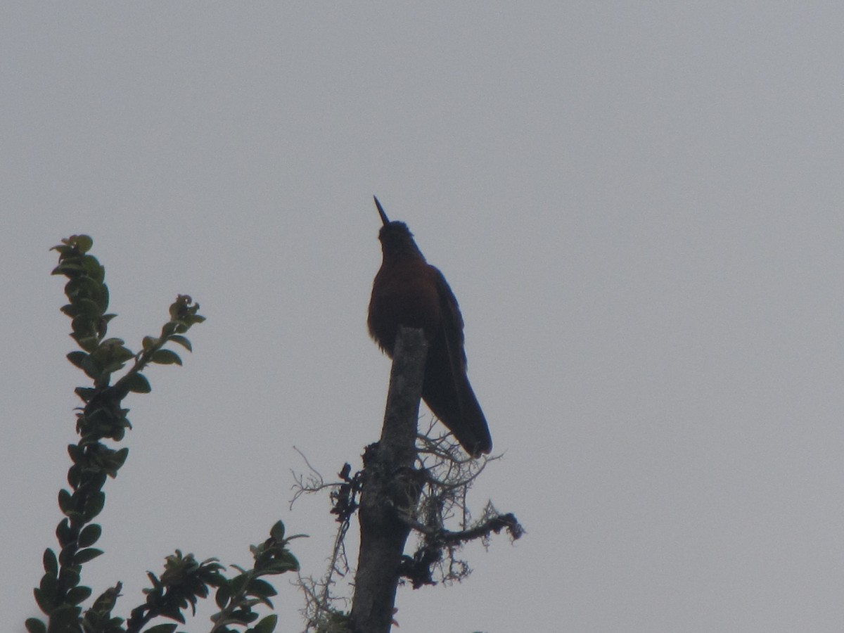 Chestnut-breasted Coronet - ML644325447