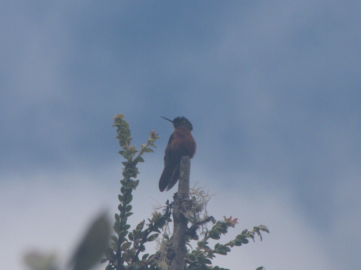 Chestnut-breasted Coronet - ML644325448