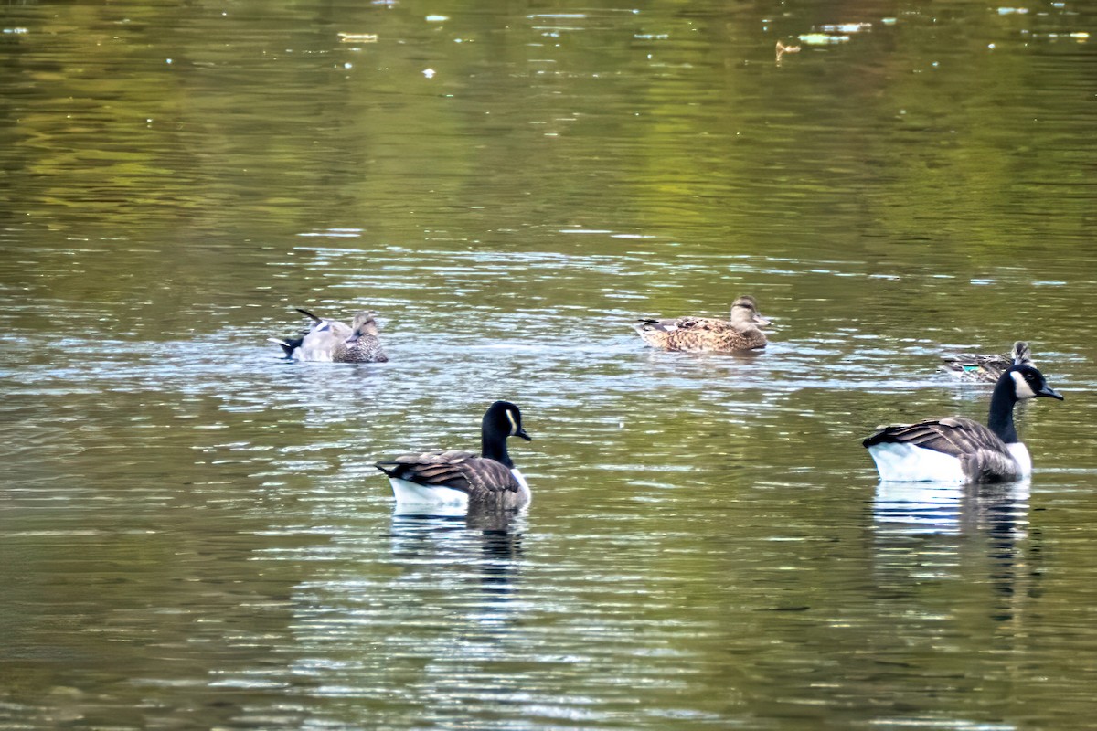 Ipar-ahatea - ML644325451