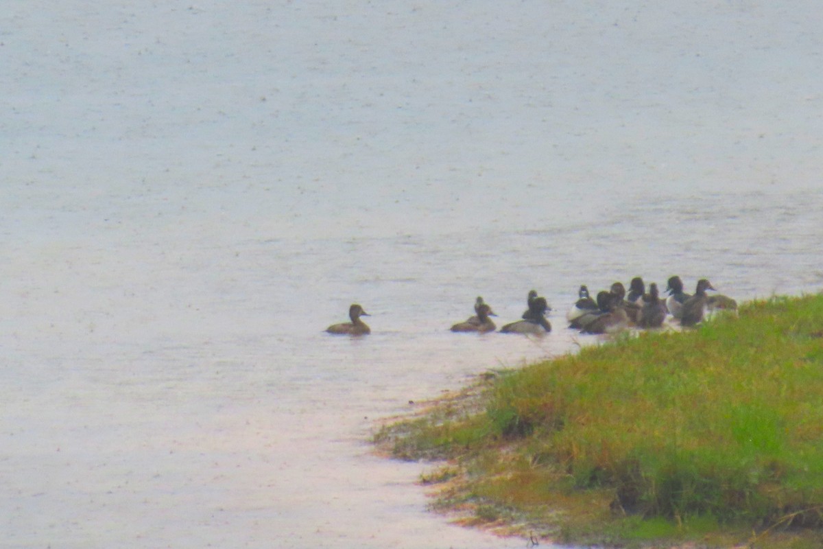 Moretta dal collare - ML644325454