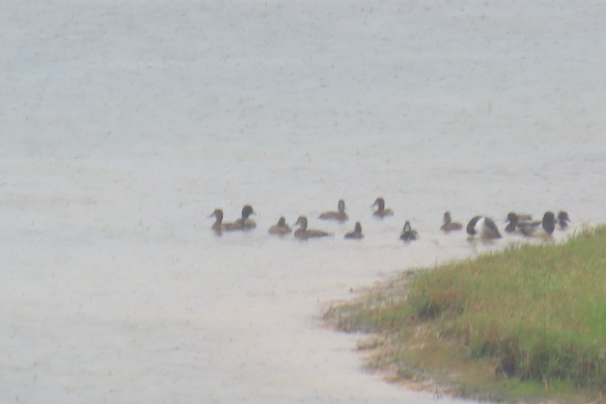 Moretta dal collare - ML644325455