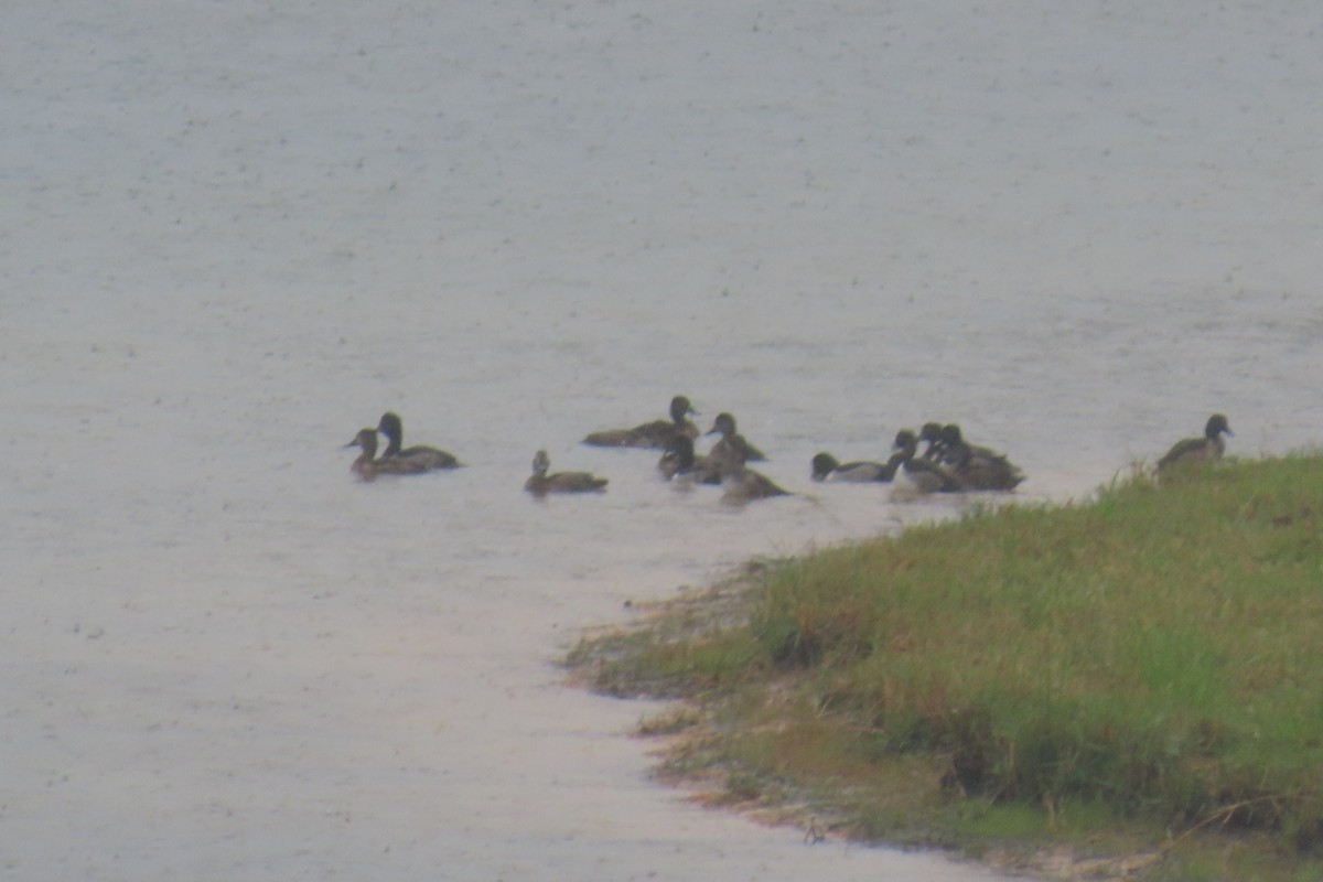 Moretta dal collare - ML644325456