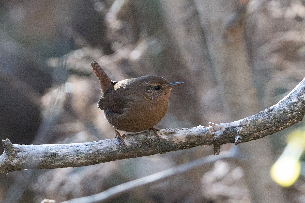 Pacific Wren - ML644325457