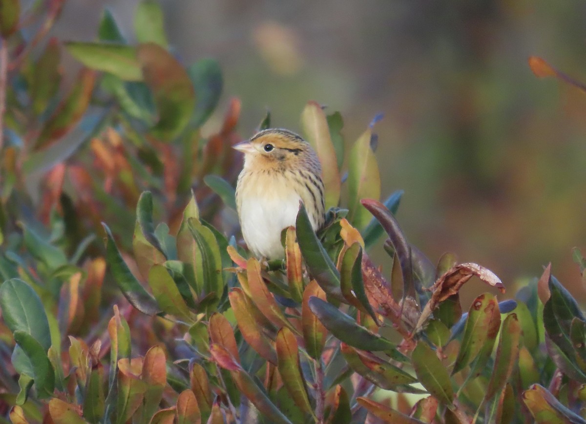 gråørespurv - ML644325460