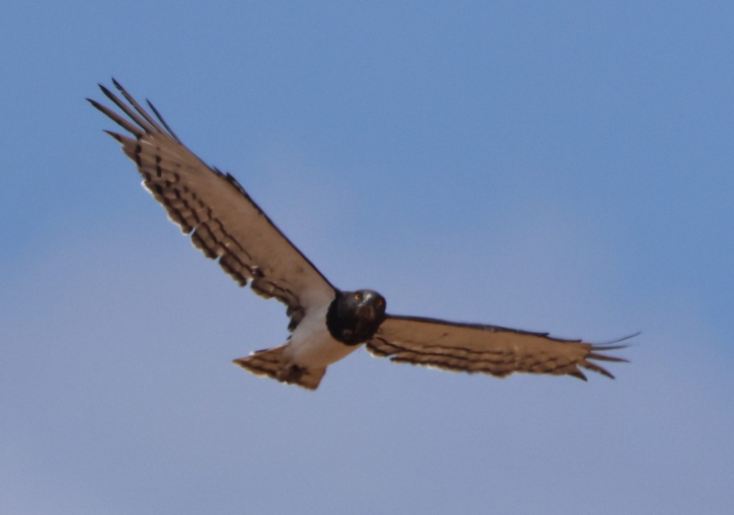 Black-chested Snake-Eagle - ML644325461