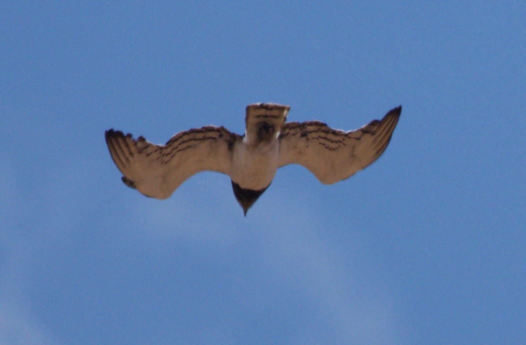 Black-chested Snake-Eagle - ML644325462