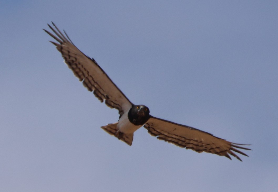 Black-chested Snake-Eagle - ML644325463