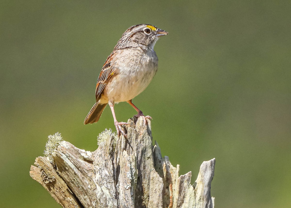 Wachtelammer - ML644325465