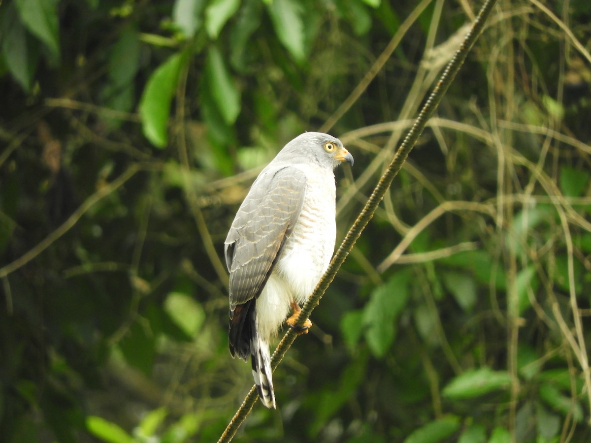 Roadside Hawk - ML644325475